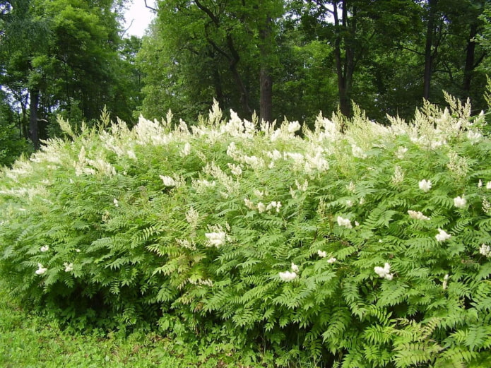 fleur de campagne