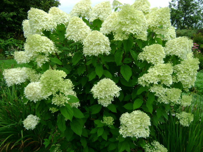 hortensia paniculata en fleurs