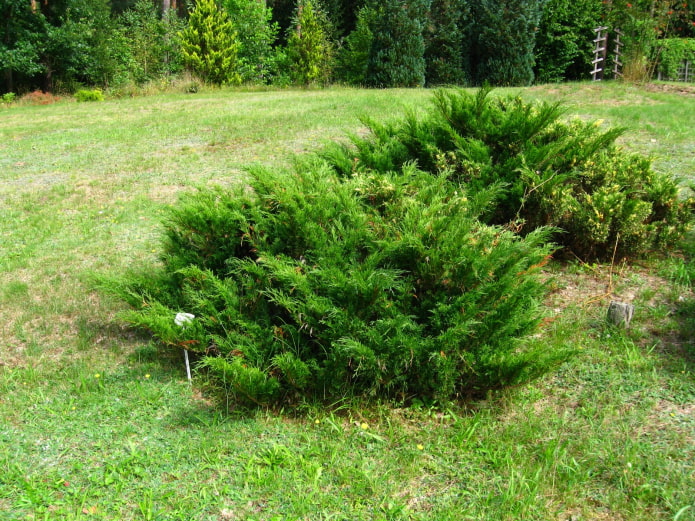 photos de buisson de genévrier