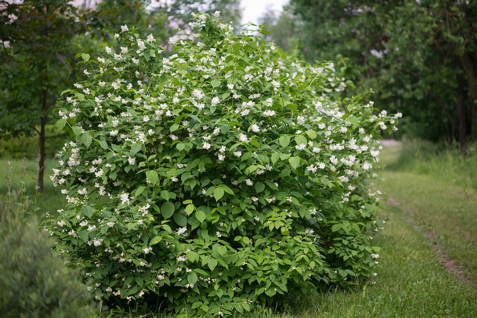 ang pagkakaiba sa pagitan ng chubushnik at jasmine