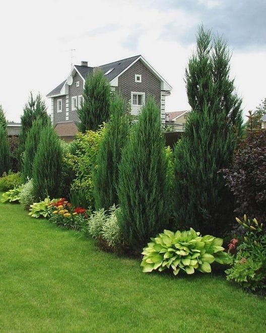 conifers sa mixborder