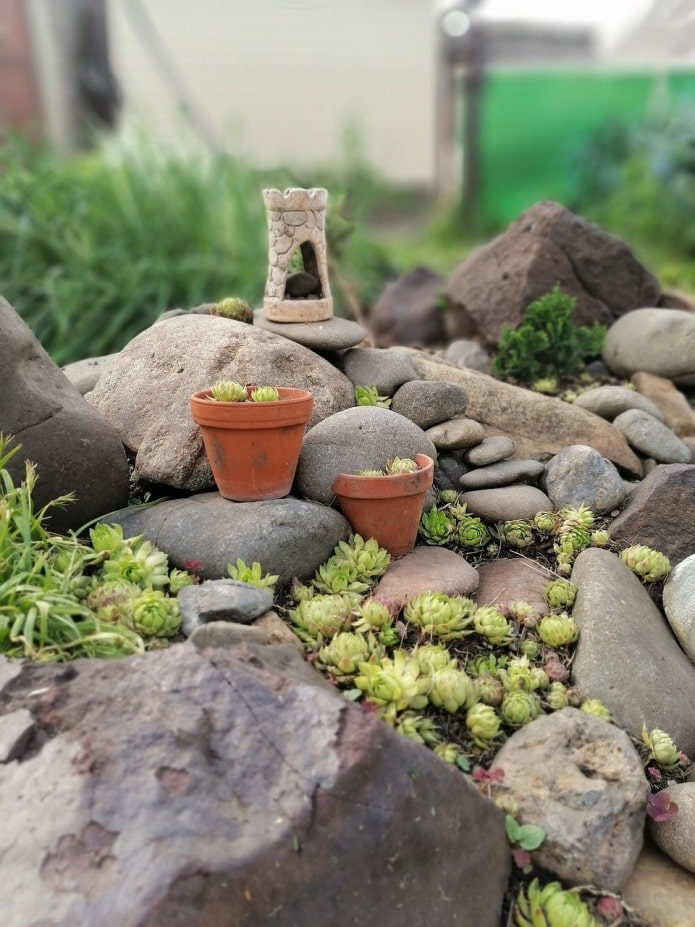 succulentes dans le jardin