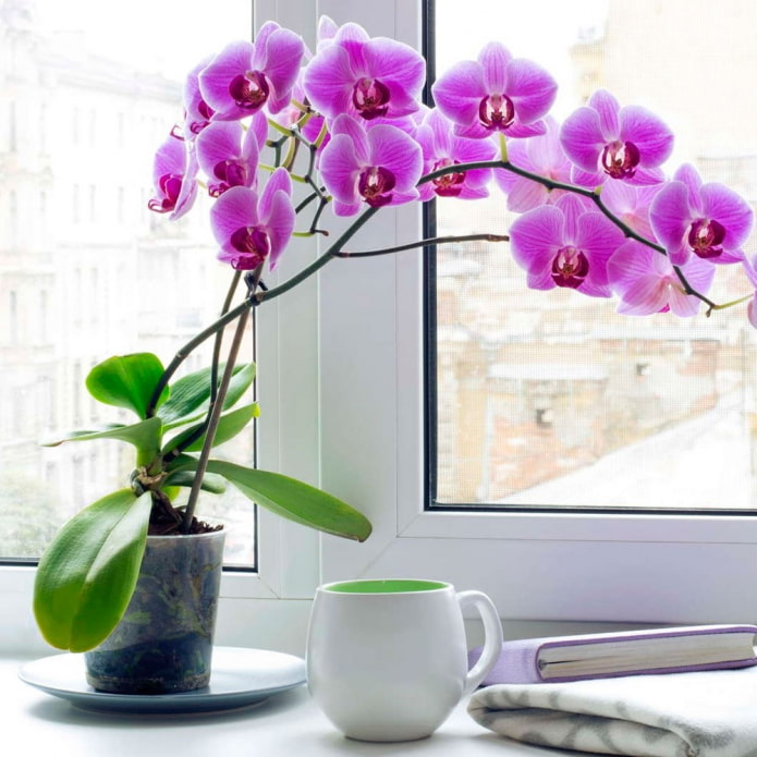 Orchidée Phalaenopsis