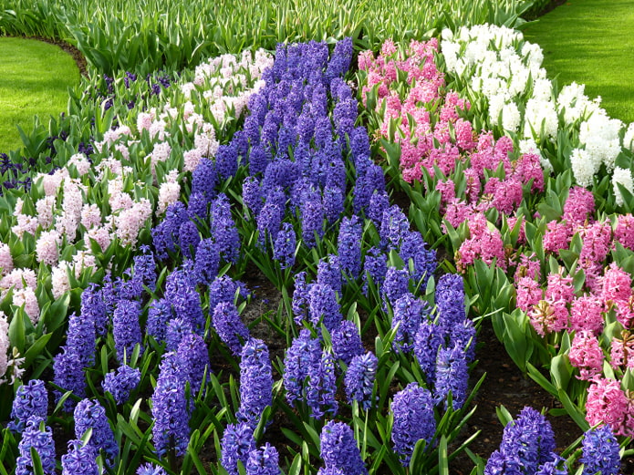 puno ng bulaklak na may hyacinths