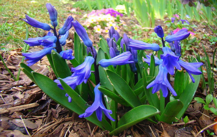 transcaspian hyacinth