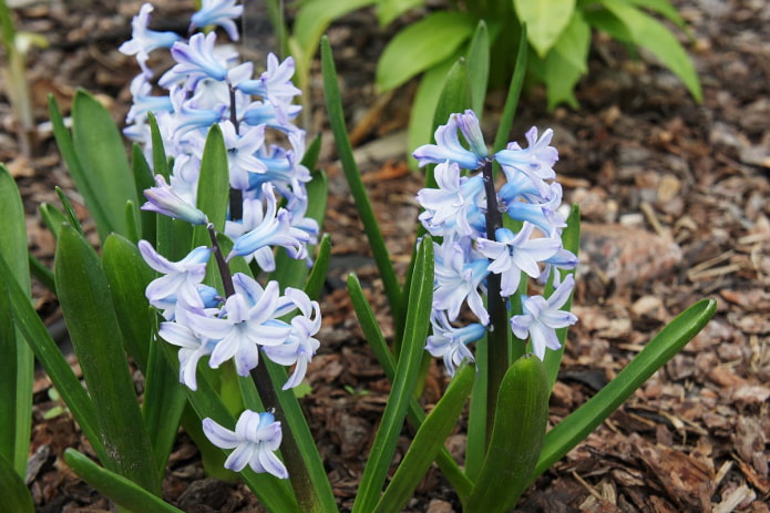 oriental hyacinth