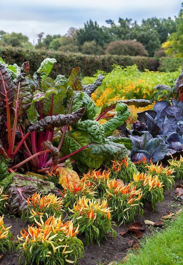 Parterre de fleurs