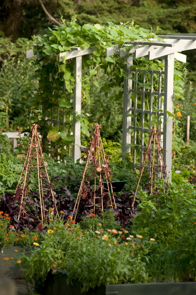 Grille pour plantes