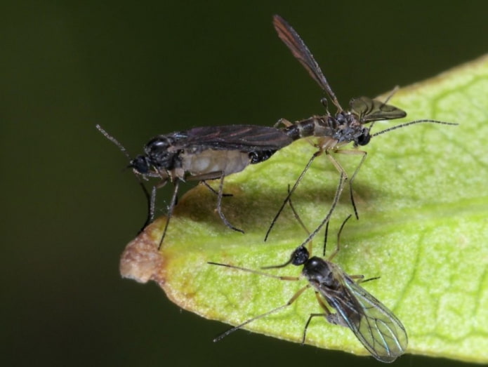 comment enlever les moucherons noirs sur les fleurs