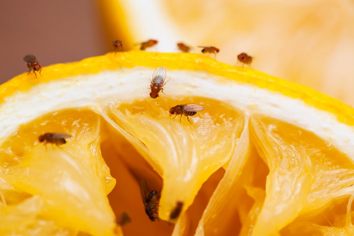 mouches des fruits dans les fleurs d'intérieur