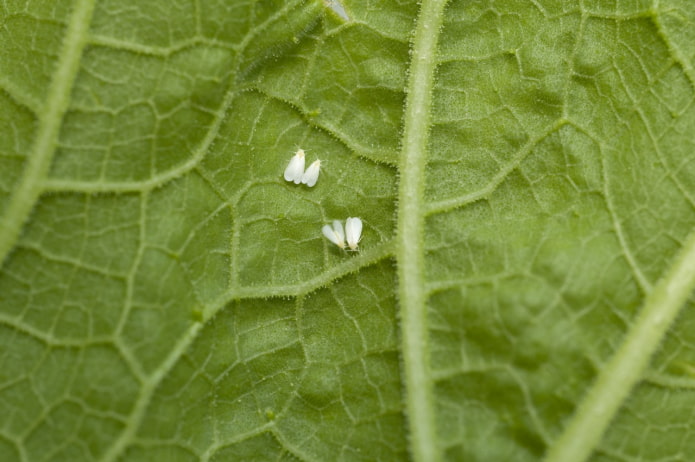 comment prévenir l'apparition de moucherons dans les fleurs