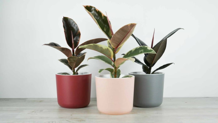 ficus en pots