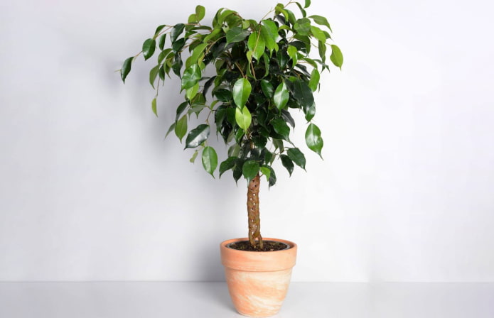 benjamin ficus