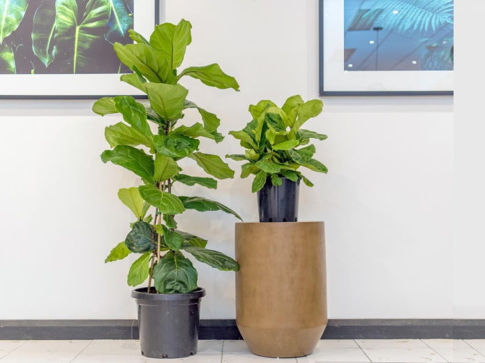 lyre ficus