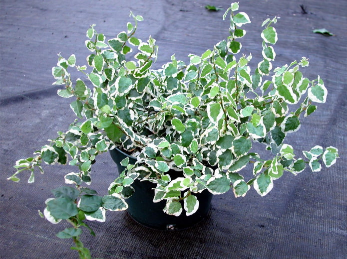 Ficus pumila rampant