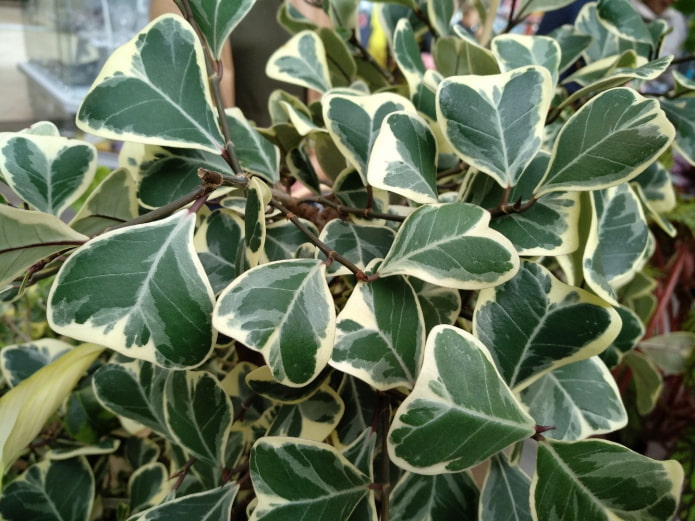 ficus à feuilles triangulaires