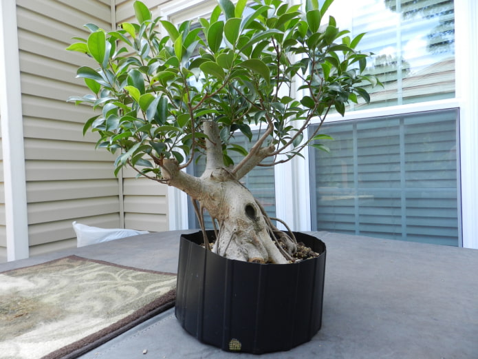 ficus microcarpa en pot