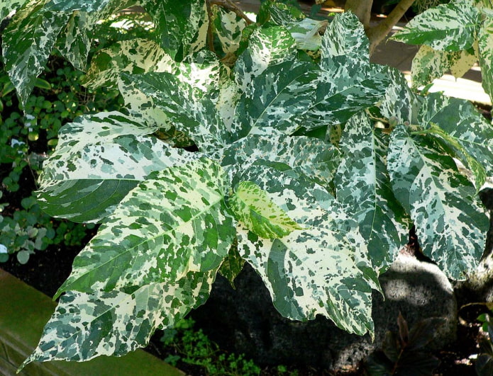 ficus avec de belles feuilles