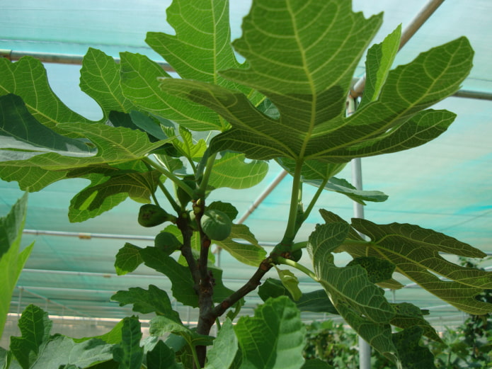 fig ficus