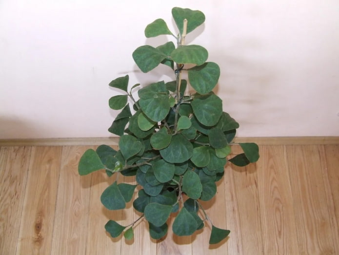 ficus deltoïde dans un pot