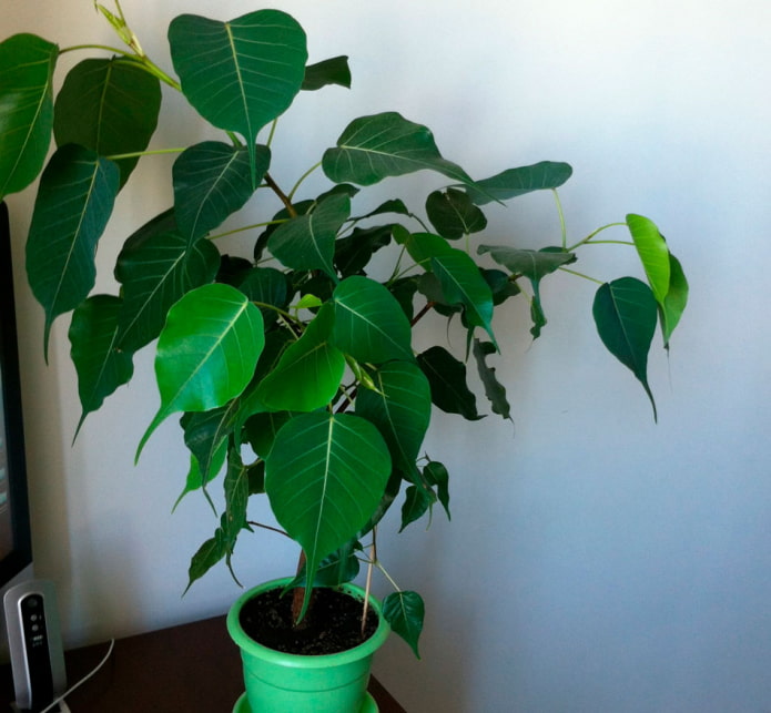 ficus religieux