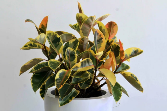 ficus rouillé panaché