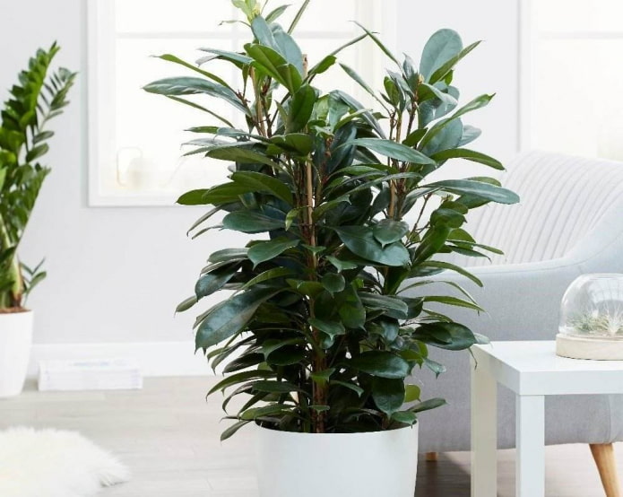 coupe ficus