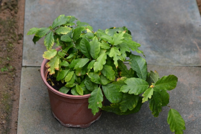 ficus à feuilles de chêne