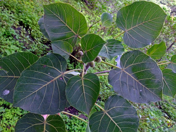 ficus pétiolé