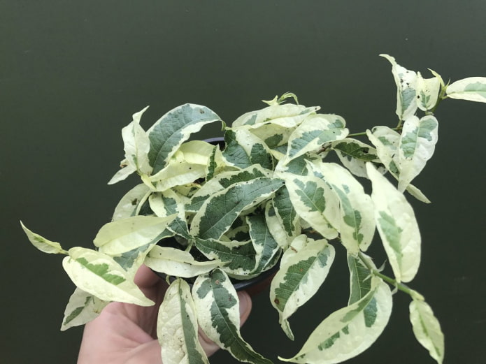 ficus sagitatta iba-iba