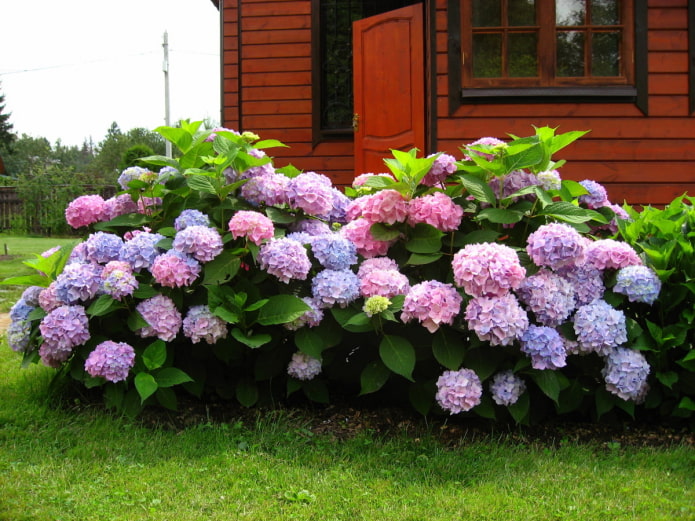 deux buissons d'hortensias