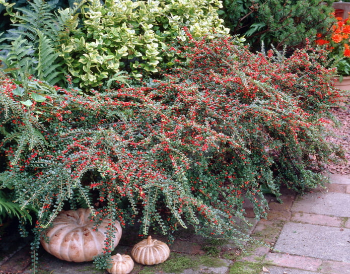 cotoneaster กับผลเบอร์รี่