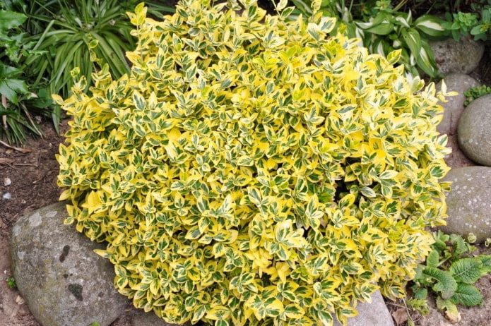 tarka euonymus