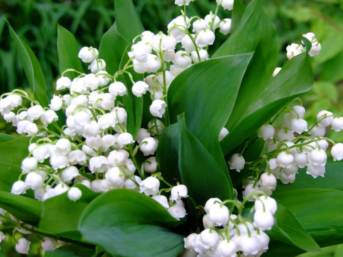 muguet en fleurs