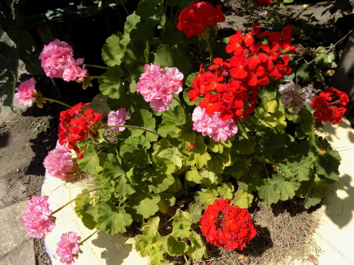 pélargonium dans un parterre de fleurs d'une roue