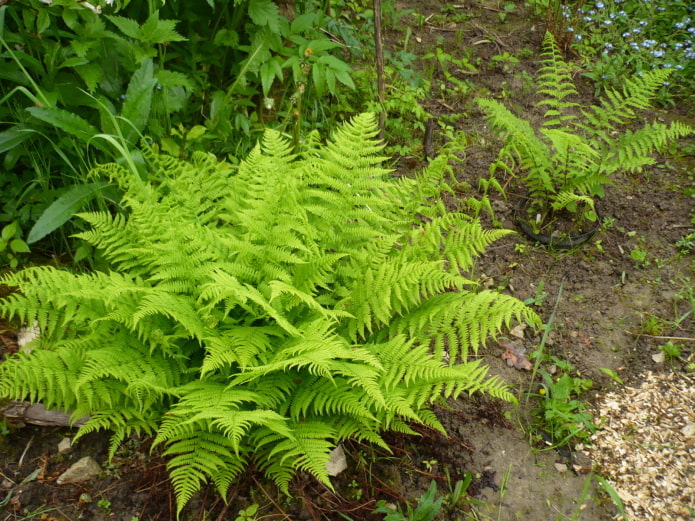 fougère dans le jardin