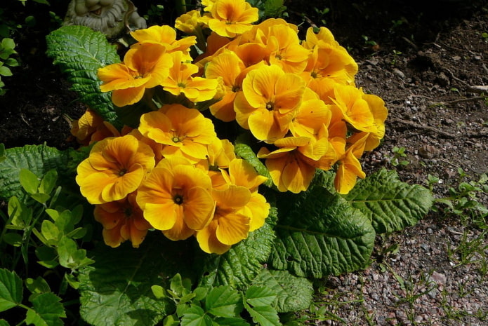 primevère à fleurs jaunes