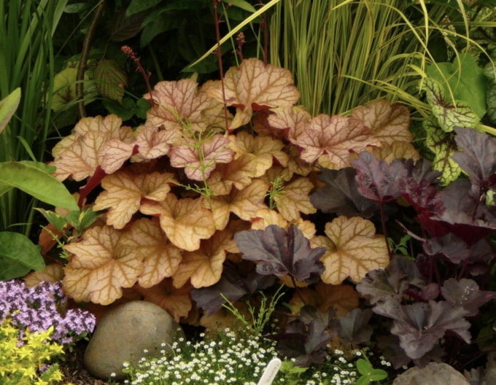 heuchera elhagyja