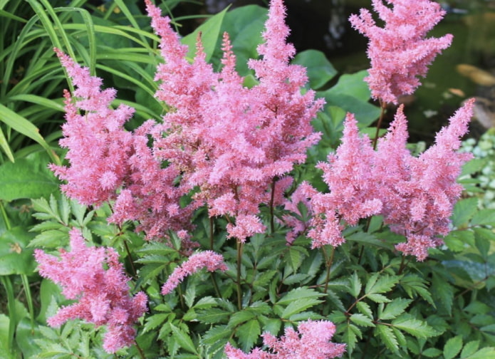 rózsaszínű astilbe