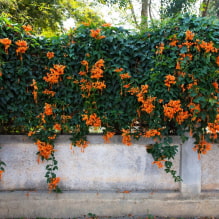 Choisir les meilleures variétés de plantes grimpantes pour les chalets d'été-1