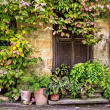 Choisir les meilleures variétés de plantes grimpantes pour les chalets d'été-3