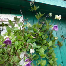 Pagpili ng pinakamahusay na mga pagkakaiba-iba ng mga pag-akyat na halaman para sa mga cottage ng tag-init-5