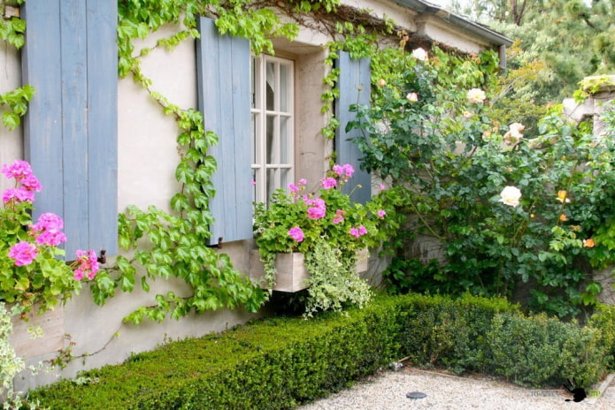 Choisir les meilleures variétés de plantes grimpantes pour les chalets d'été