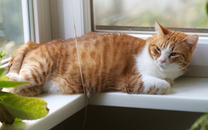 Options d'utilisation de Windowsill