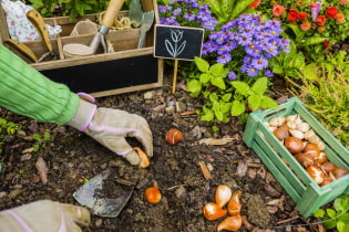 Une sélection de plantations d'automne pour le pays