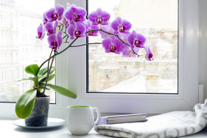 Quelles fleurs doivent être dans la maison?