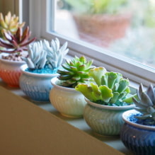 Succulents: พันธุ์และคุณสมบัติของการรักษาที่บ้าน-1