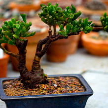 Succulents: พันธุ์และคุณสมบัติของการรักษาที่บ้าน-0