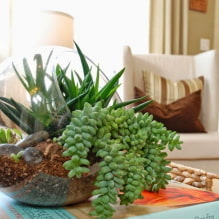 Succulents: พันธุ์และคุณสมบัติของการรักษาที่บ้าน-2