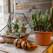 Succulentes: variétés et caractéristiques de garder à la maison-4